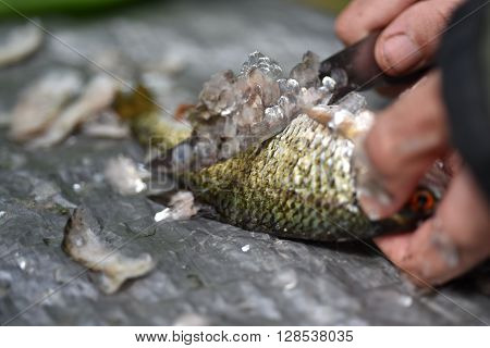 Man Gut And Clean A Fish