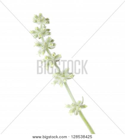 Flora Of Gran Canaria - Sideritis Dasygnaphala