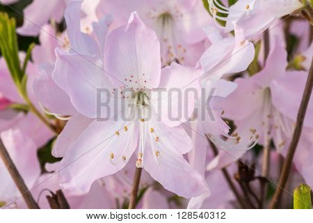 Blooming rhododendron in the botanical garden.  We see the spring bloom in the Botanical Garden in Kiev.