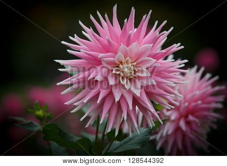 Closeup of a pink white colored dahlia flower in a natural environment