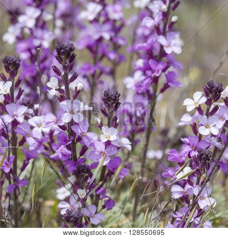 Flora Of Gran Canaria - Abundant Flowering Of Erysimum Albescens