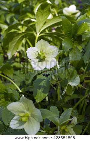 Hellebore flower, spring day in garden  (helleborus foetidus)