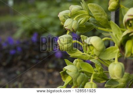 Hellebore flower, spring day in the botanical garden