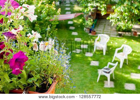 flowers in the garden view from above