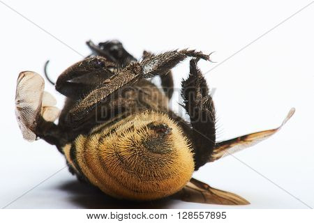 Back View Sting Of Bee