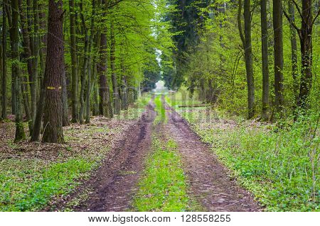 Beautiful green springtime forest. Photo of green springtime forest with fresh new leaves.
