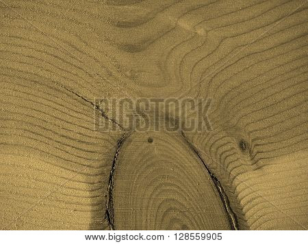 Larch Wood Background Sepia