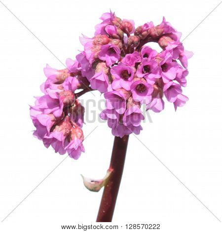 Badan (Bergenia crassifolia) flower isolated on white background