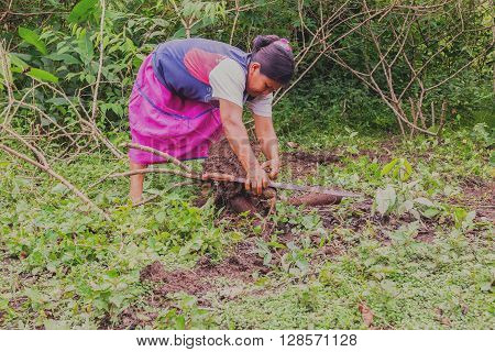 Cuyabeno Ecuador - 20 March 2015: Indigenous Woman Picking Yucca From The Garden To Prepare Yucca Bread Cassava In Cuyabeno On March 20 2015