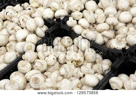 Champignon Mushrooms In Grocery Store
