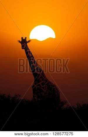 Giraffe in savanna at African Sunset Background