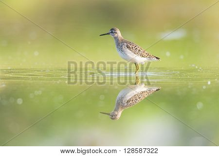 Green sandpiper reflecting in a pond in an oasis