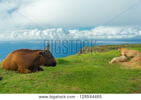Madeira cows having a rest on a top of a hill lying on a grass right beside a precipice
** Note: Soft Focus at 100%, best at smaller sizes