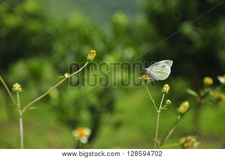 The moth and flower closeup with green background