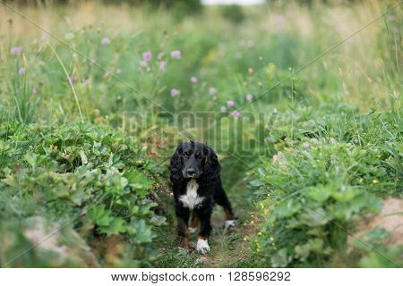 Black Dog Spaniel on a green grass lawn