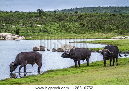 Specie Syncerus caffer family of bovidae, three african buffalos in the river in Kruger park, South Africa