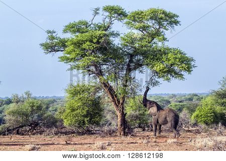 Specie Loxodonta africana family of Elephantidae, african bush elephants in Kruger park, walking in savannah