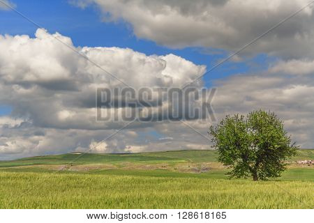 SPRINGTIME.Between Puglia and Basilicata: spring landscape with wheat field.ITALY. Hilly rural: lone tree in green wheat field.