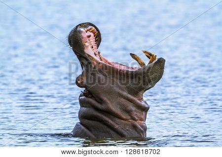 Specie Hippopotamus amphibius family of Hippopotamidae, wild hippo yawning in the river in Kruger Park