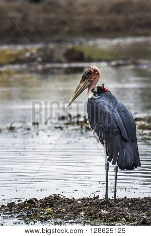 Specie Leptoptilos crumenifer family of Ciconiidae, marabou storks in a riverbank in Kruger Park
** Note: Visible grain at 100%, best at smaller sizes