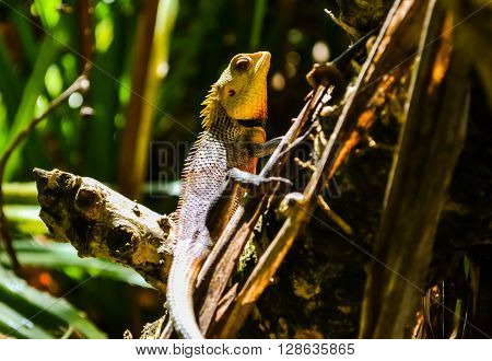 lizard on the tree maldives island indian ocean
** Note: Soft Focus at 100%, best at smaller sizes