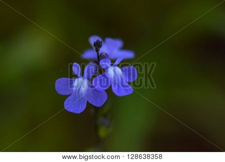 Closeup photo of Blue Toadflax flower 