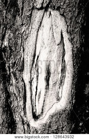 Barck In The Abstract Close Up Of A Tree Color And Texture