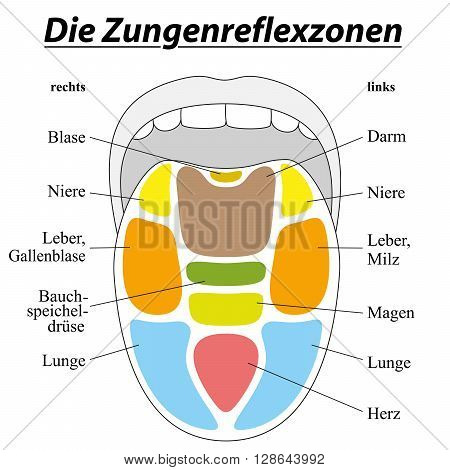 Tongue with reflexology areas of the corresponding internal organs. GERMAN LABELING! Isolated vector illustration on white background.