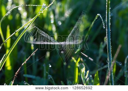 spiderweb close-up on a background green grass