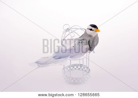 Bird in a birdcage on a hwite background