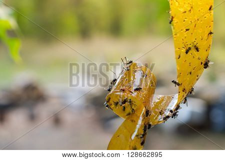 Dead Flies On The Adhesive Flypaper, Dof
