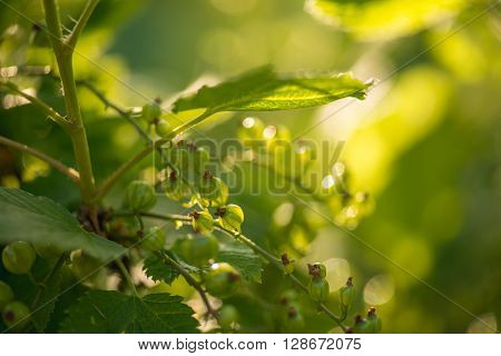 green currants in the summer garden, sunny day. Macro sloseup shot.