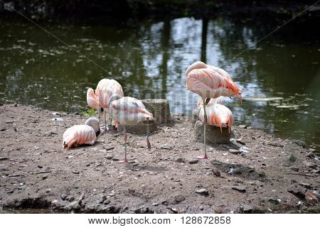 flamingos in fota wildlife park near cobh county cork ireland