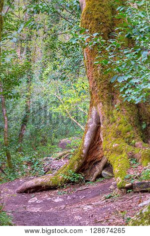 The old big tree with a hollow covered with moss in forest. HDR processing