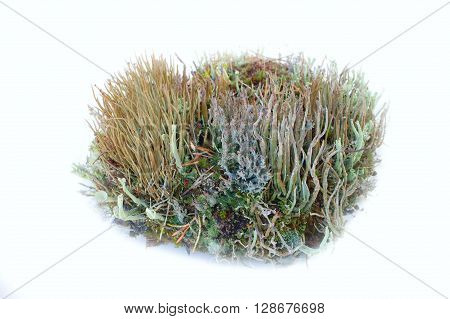 Element Of Garden Composition - Elegant Lichens
