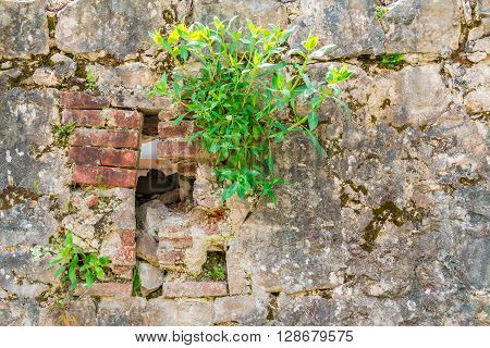 Dilapidated stone wall with grass sprouted from it closeup