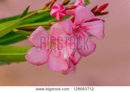 Oleander flowers ( Nerium oleander Apocynaceae )The blossoming branch of a pink