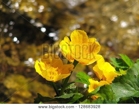 Blooming buttercups bloom in spring at water