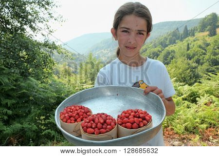 TRESNJEVIK, MONTENEGRO - JULY 19, 2015: young girl shows some basket full of wild strawberries, local fruit of Tresnjevik mountain between Andrijevica and Kolasin.