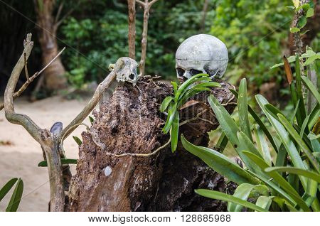skull on tree stump on cadlao island el-nido palawan