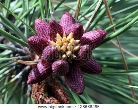 Male Pollen Cones or strobili on a Pine Tree