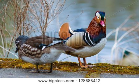 mandarin  duck couple walking on the lake in spring time