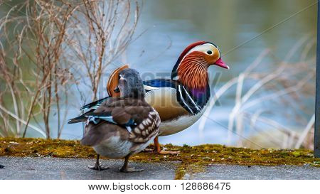 mandarin  duck couple walking on the lake in spring time