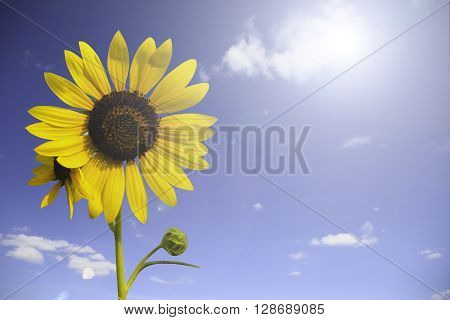 Sunflower in garden with sky background. Sunflower garden during the daytime with sun light