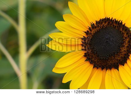 Field of sunflowers . Close up of sunflower against a field