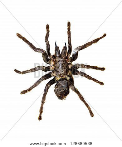 Tarantula