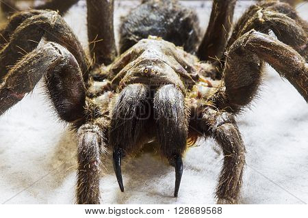 Tarantula