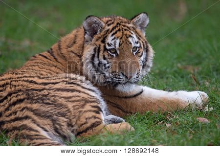 Siberian Tiger Cub (Panthera Tigris Altaica) resting in long green grass