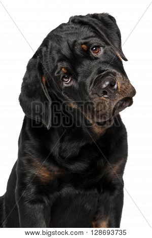 Rottweiler Puppy On White