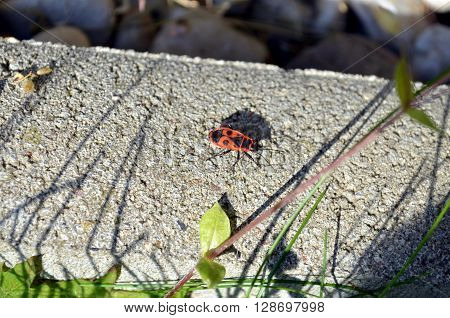 closeup of a firebug in the evening sun